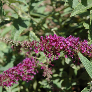 Buzz™ Purple Butterfly Bush | Buddleia davidii 'Buzz Purple'