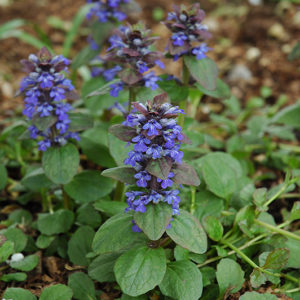 Caitlin's Giant Bugleweed | Ajuga reptans 'Caitlin's Giant'