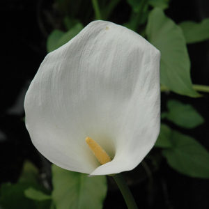 Calla Lily | Zantedeschia aethiopica