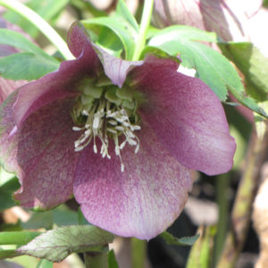 Can-Can Oriental Hellebore | Helleborus orientalis 'Can-Can'