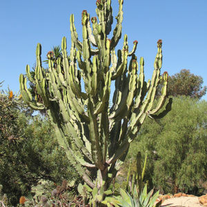 Candelabra Tree | Euphorbia ingens