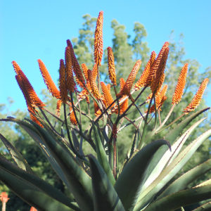 Cape Aloe | Aloe ferox