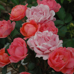 Carefree Celebration Rose | Rosa 'Carefree Celebration'