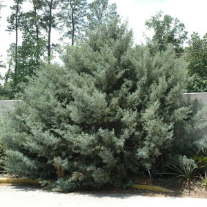 Carolina Sapphire Arizona Cypress | Cupressus arizonica 'Carolina Sapphire'