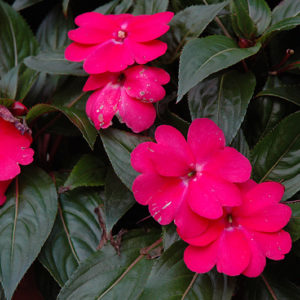 Celebrette Hot Pink New Guinea Impatiens | Impatiens 'Celebrette Hot Pink'