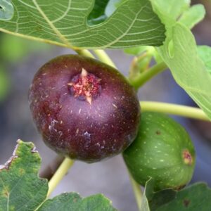 Celeste Fig | Ficus carica 'Celeste'