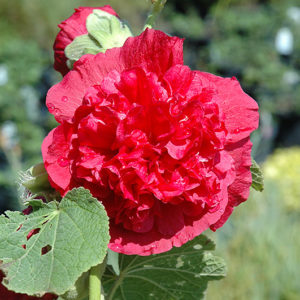 Chater's Double Rose Pink Hollyhock | Alcea rosea 'Chater's Double Rose Pink'