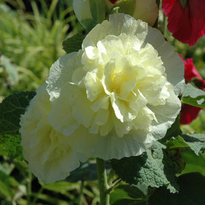Chater's Double Yellow Hollyhock | Alcea rosea 'Chater's Double Yellow'