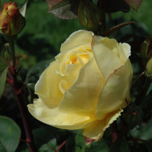 Chi-Ching Rose | Rosa 'Chi-Ching'