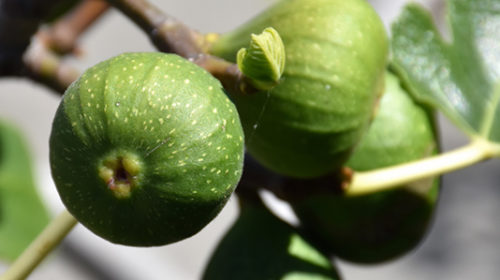 Chicago Hardy Fig | Ficus carica 'Chicago Hardy'