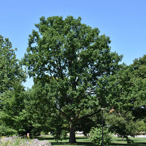 Chinkapin Oak | Quercus muehlenbergii