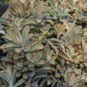 Chocolate Soldier Panda Plant | Kalanchoe tomentosa 'Chocolate Soldier'