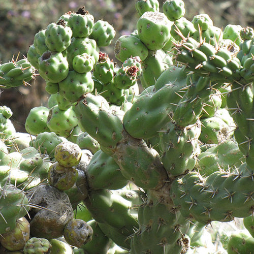Cholla Cactus | Opuntia cholla