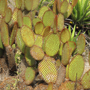 Cinnamon Cactus | Opuntia microdasys var. rufida