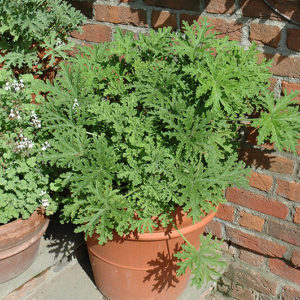 Citrosa Geranium | Pelargonium citrosum