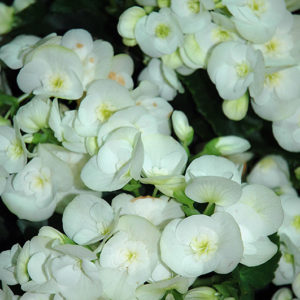 Clara Begonia | Begonia x hiemalis  'Clara'