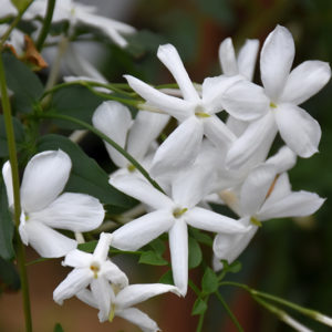 Climbing Jasmine | Jasminum polyanthum