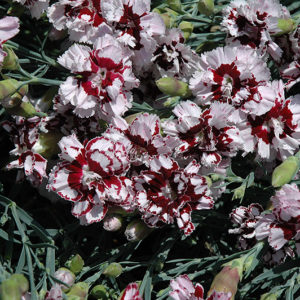 Coconut Punch Pinks | Dianthus 'Coconut Punch'