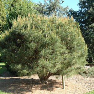 Compact Japanese Umbrella Pine | Pinus densiflora 'Umbraculifera Compacta'