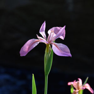 Copper Iris | Iris fulva
