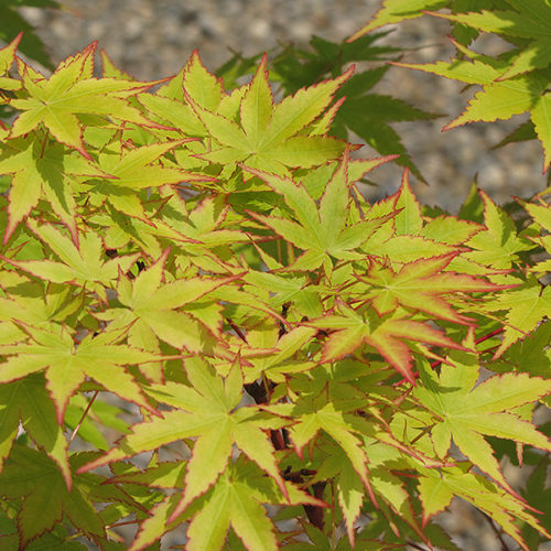 Coral Bark Japanese Maple | Acer palmatum 'Sango Kaku'