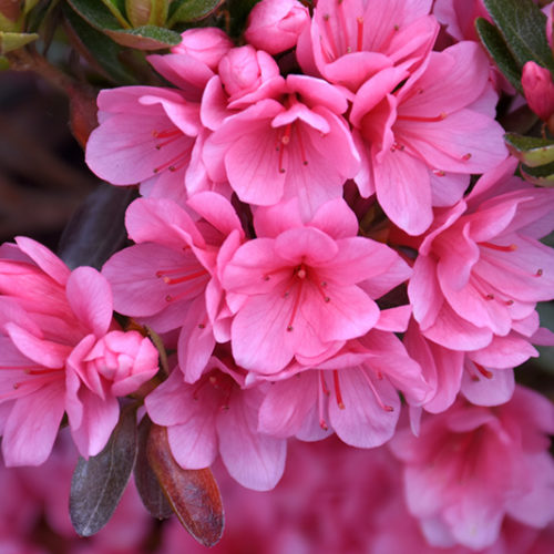 Coral Bells Azalea | Rhododendron 'Coral Bells'