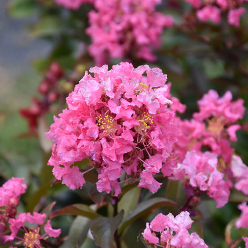 Coral Magic Crapemyrtle - Buchanan's Native Plants