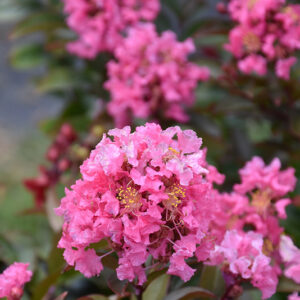 Coral Magic Crapemyrtle | Lagerstroemia 'Coral Magic'