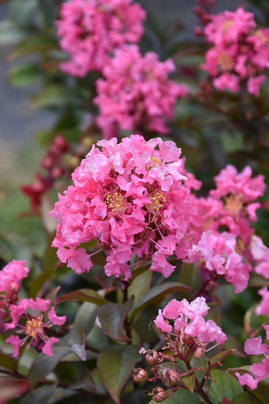 Coral Magic Crapemyrtle - Buchanan's Native Plants