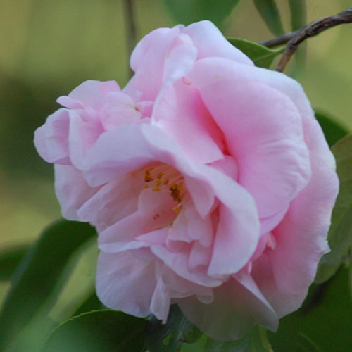 Cotton Candy Camellia | Camellia sasanqua 'Cotton Candy'