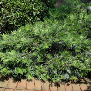 Creeping Plum Yew | Cephalotaxus harringtonia 'var. prostrata'