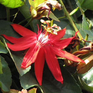 Crimson Passion Flower | Passiflora vitifolia