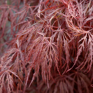 Crimson Queen Japanese Maple | Acer palmatum 'Crimson Queen'