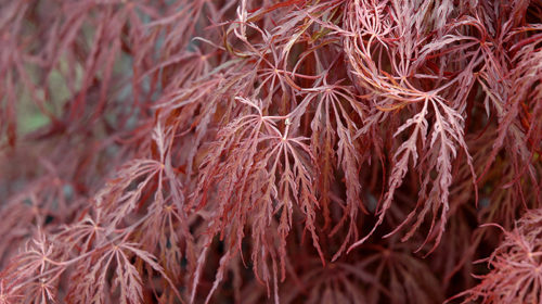 Crimson Queen Japanese Maple | Acer palmatum 'Crimson Queen'