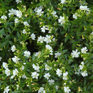 Cupid White False Heather | Cuphea hyssopifolia 'Cupid White'