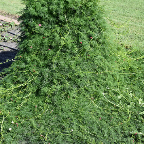 Cypress Vine | Ipomoea quamoclit