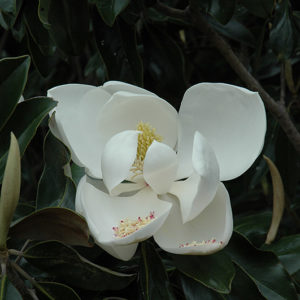 D.D. Blanchard Magnolia | Magnolia grandiflora 'D.D. Blanchard'