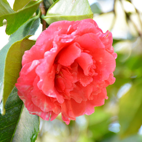 Daikagura Camellia | Camellia japonica 'Daikagura'