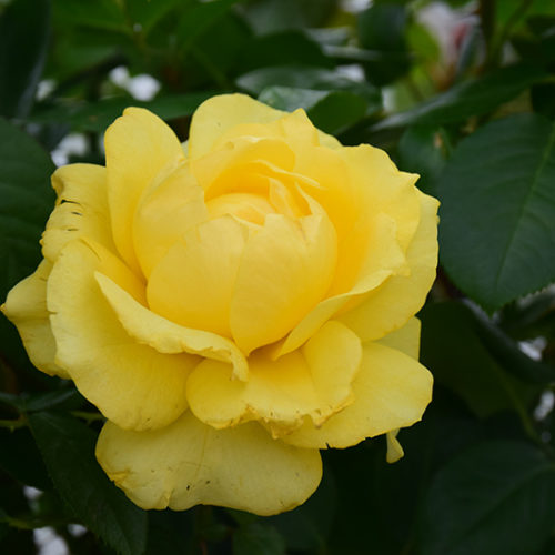 Doris Day Rose | Rosa 'WEKmajuchi'