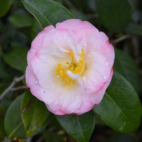 Dr. Tinsley Camellia | Camellia japonica 'Dr. Tinsley'