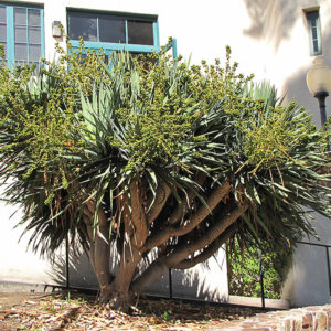 Dragon Tree (shrub form) | Dracaena draco (shrub form)