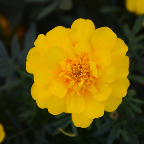 Durango Yellow Marigold | Tagetes patula 'Durango Yellow'