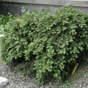 Dwarf Japanese Plum Yew | Cephalotaxus harringtonia 'Nana'
