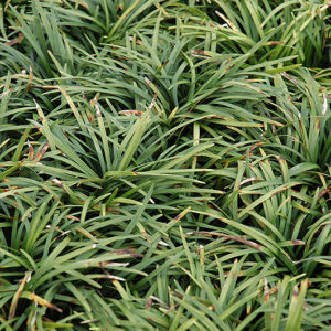 Dwarf Mondo Grass | Ophiopogon japonicus 'Nanus'