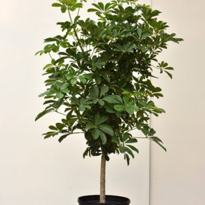 Dwarf Umbrella Tree | Schefflera arboricola