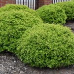 Dwarf Yaupon Holly - Buchanan's Native Plants