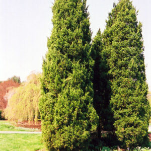 Eastern Redcedar | Juniperus virginiana