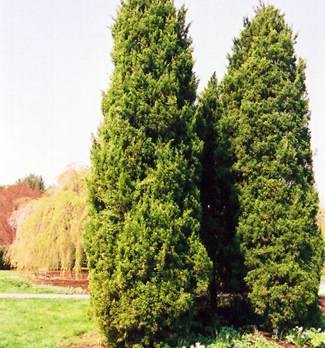 Eastern Redcedar | Juniperus virginiana