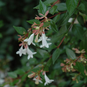 Edward Goucher Abelia | Abelia x grandiflora 'Edward Goucher'