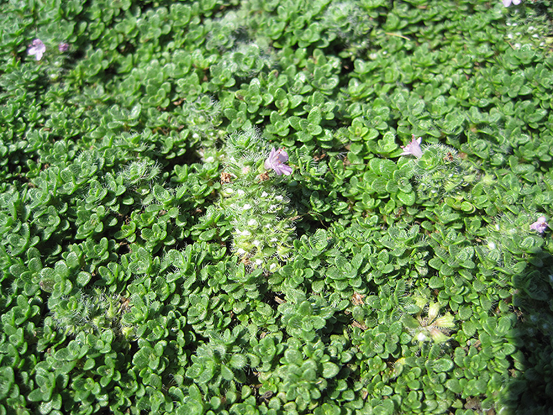 Elfin Creeping Thyme Buchanan S, Which Thyme Is Best For Ground Cover